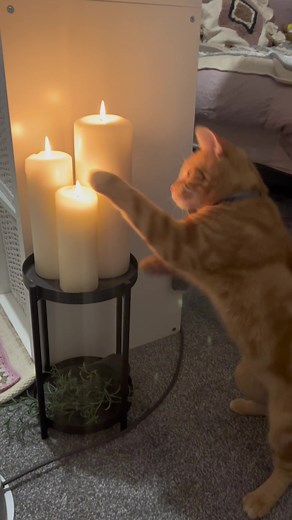 Crazy Ginger Cat Compilation - Funny Feline Shenanigans