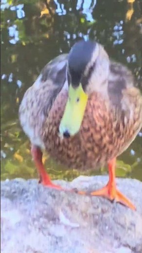 Mallard duck doing what it does best #ducks #wildlife