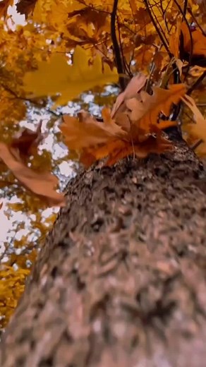 Beautiful Autumn Scenes: Nature's Vibrant Colors