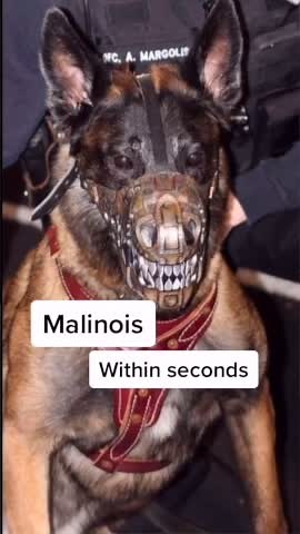 Understanding the Aggressive Side of Bull Terriers: Can They be a Threat?