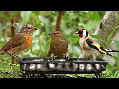 Relaxing Summer Birds - Video, Birdsong and Sounds