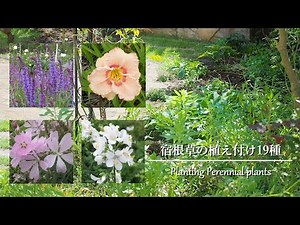 《花苗の植え付け19種》秋から始める宿根草の庭づくり《T's Gardenのガーデニング》