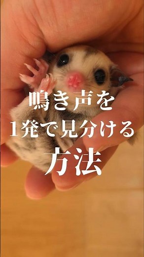 How to instantly distinguish between sugar glider sounds