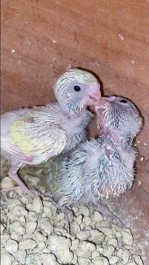 How to breed budgies in colony cage