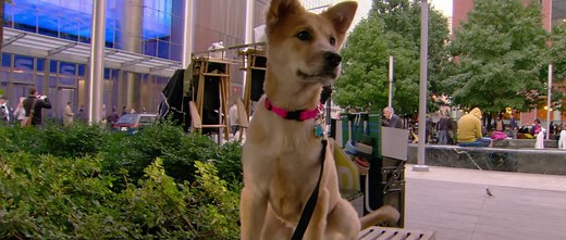 ANNIE Movie (2014) - Meet Sandy the Dog