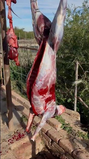 Skinning a Giant Kalahari Springbok | Hunting South Africa #huntingshorts