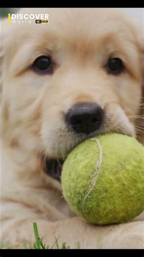 Amazing Dogs 🐕❤️ | Loyal Friends in Action | Discover World