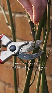 99K views · 1.1K reactions | Pruning gives you the chance to shape...