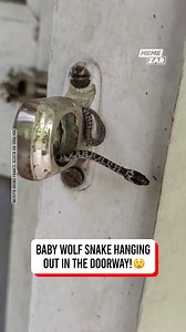 41K views · 99 reactions | Okay for once I actually find this snake is cute  | Memezar | Facebook