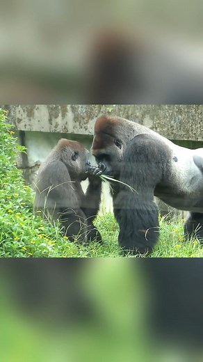 Cool gorilla couple. #gorillas #gorilla #wildlife #animals #monkey #nature #gorillaz #monkeys #wildlifephotography #gta #africa #chimpanzee #ape #primates #uganda #zoo #animal #silverback #pittstate #psu #mountaingorillas 💕🦍💖 | Family gorilla photos