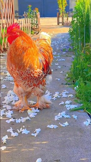 Most Beautiful Rooster 🐓 🐓 #rooster #chicken #fancybird