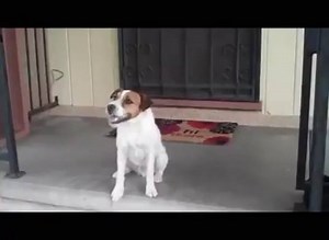 Adoramos Treinar! 🐕🐕💨 #agility #jackagility #JackRussellTerrier #JRT #jrtinstagram #JackRussellMS #Dogs #DogsRacing #crazydog #bestdogever #JackRussellMS #JackRussellTerrier #JackRussell #Jack #JRT #jackrussellsofig #jackrussellterriers #jrts #jrtinstagram #Dogs#doglovers #campogrande #MS #Matogrossodosul #cgms #dogsms #caes #jackbull #jackjump #ataquedog | Jack Russell MS