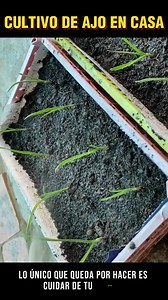 Como sembrar ajo en casa 🧄 #ajo #germinacion #ideascreativas #cultivos #huertoorganico | Huerto Innovador