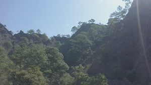 Free Forest Videos: 4K & HD | No Watermark | Download Now