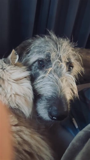 Taught Finn to whisper! Now I need to learn how to! 😂💕😂 | Virginia Bell