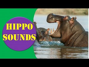 Hippo Sound - Hippo Sound Effect || Animal Sounds.