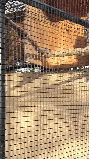 6.5K views · 71 reactions | “Excuse me, do you work here?” Nah, our Assistant Wildlife Care Manager at Drumlin Farm just totes around bags full of raptor food for fun 黎 | Mass Audubon Drumlin Farm | Facebook