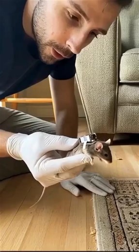 Mounted a Camera on a Mouse… What It Found Inside the House Is Crazy! 🐭📹