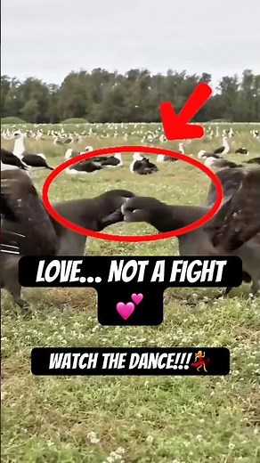 Albatross Mating Dance Explained — 1 Fact You Probably Didn’t Know 🐦💥