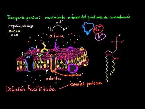 Facilitated Diffusion | Membranes and Transport | Biology | Khan Academy