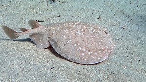 Torpedo Ray ⚡️ Today at Marsa Shagra Village house reef. | Red Sea Diving Safari