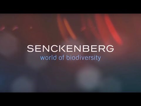 The new Senckenberg Museum explains