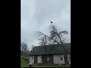 screaming chicken on tree 10 hours