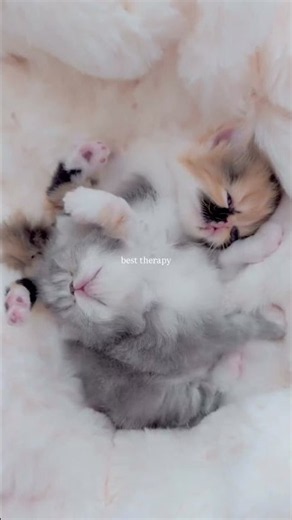 The best therapy. #cat #therapy #ESA
