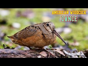 American Woodcock Bird Dancing To Music [American Woodcock shows off dance moves]