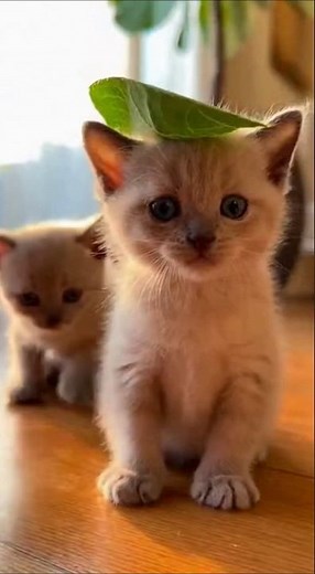 Adorable Burmese Cat! 사랑스러운 버미즈 고양이! 다정함이 넘치는 골드아이 可愛いバーミーズ猫！