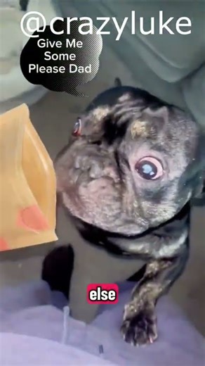 Is Your Dog Protein Deficient? 3 Warning Signs to Watch For