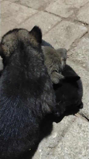 Little Puppies Resting Their Heads on Each Other While Sleeping #bulldog #puppy #cutedog #pets