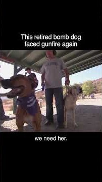 Bomb Squad Dog Relives The Danger