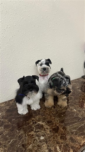 ✨💙Beards💙Brows💙✨ 🐾💙Schnauzer💙Pals💙🐾 #schnauzers #miniatureschnauzers #fyp #instagood #explorepage✨ #puppyreels #gorgeous 💙🐾Jet🐾💙Alec🐾💙Domino🐾💙 | Texas Blessed Miniature Schnauzers