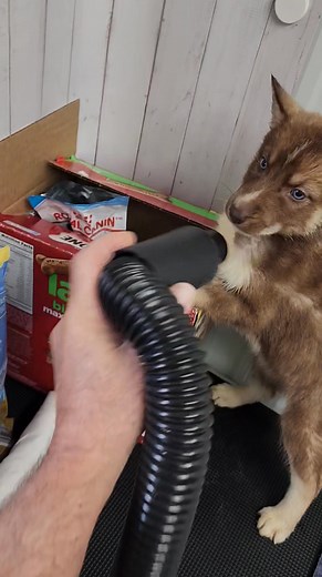 13K views · 239 reactions | Someone asked how did they like blow dryers? After a bath, they don't particularly like a blow dryer, But I found if you put a treat box in front of them they will be so occupied with the treats they don't even worry about the blow dryer. #huskypuppies #husky #bamahjuskies #siberianhusky #puppy | Bamahuskies | Facebook