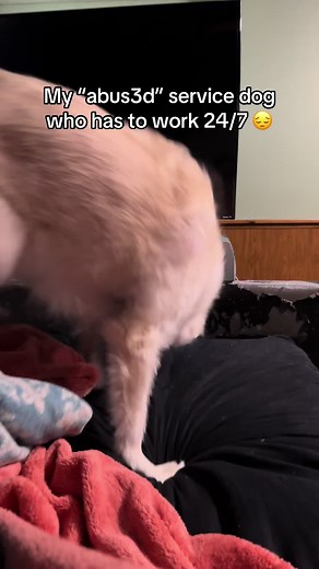 Understanding My Service Dog's Daily Challenges