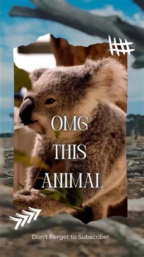 Are you aware of this secret of Koala 🐨? #facts #shorts