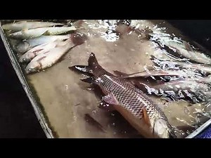 "Unforgettable Moments at the Live Fish Market: The Ultimate Fish Experience!" || Fish Market