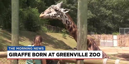 Greenville Zoo announces name for new baby giraffe