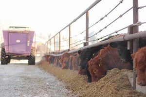 Beef Market Update: A great start for prices, a smaller cow herd, and predictions for the year ahead