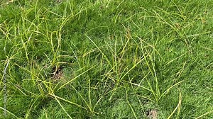 Coco-grass, Java grass, nut grass, purple nut sedge (Cyperus rotundus) growing in a neglected lawn grass