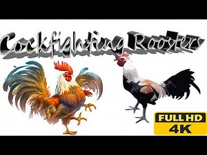 Roosters get training for cockfighting