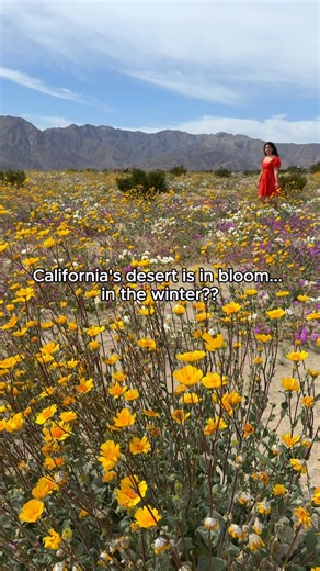 Spring has officially sprung in Anza-Borrego Desert State Park! 🌼 The conditions need to be just right to see wildflowers this time of year. Have you seen these blooms before? 🌸 Please be sure to stay on designated trails when admiring this gorgeous phenomenon. Find more springtime activities happening in February: https://bit.ly/45HPmpj 📷 @lewildexplorer on IG | Visit California