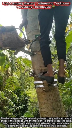 Tree Climbing Mastery | Witnessing Traditional Harvesting Techniques! 🌴