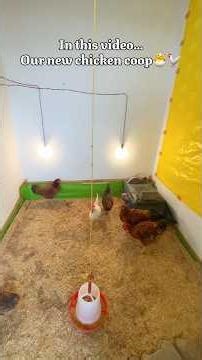 Chicken coop upgrade! 🐣🐓 #chicks #chicken #100kaamhain #minivlog #chickencoop #farm #minifarm #fy