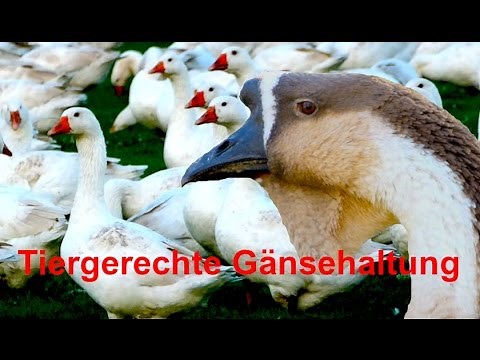 Gänsehaltung für Selbstversorger - Gänse tiergerecht halten, Fütterung, Stall, Gössel Hausgans