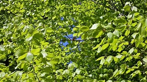 Leaves, Beech, Beech Leaves. Free Stock Video