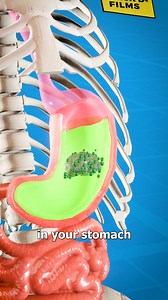 Why Do We Vomit? 🤢 | Zack D. Films