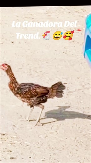 Gallina Run Run Run Trend: The Winner of the Internet