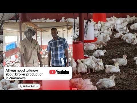 Broiler Chicken Project in Domboshava